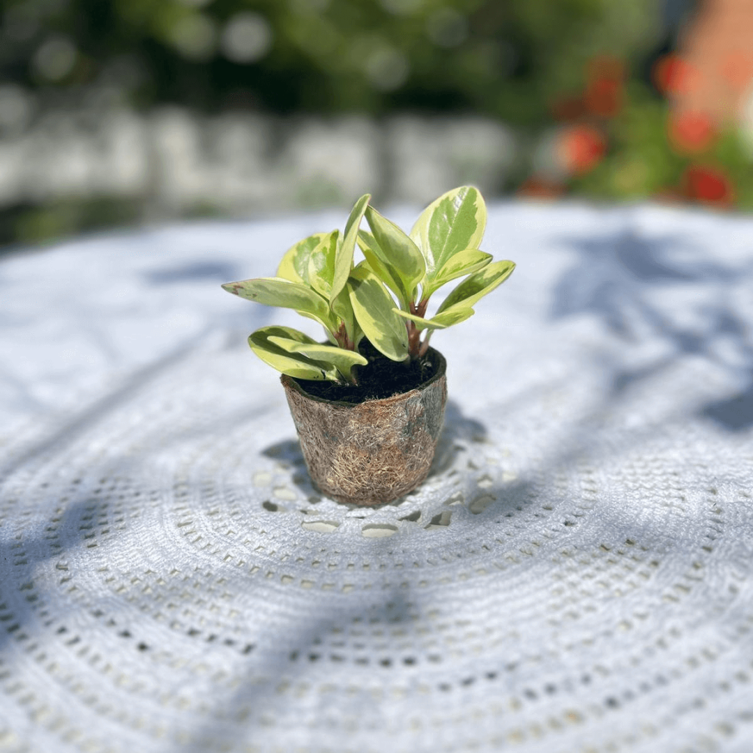 vaso eco + pianta grassa