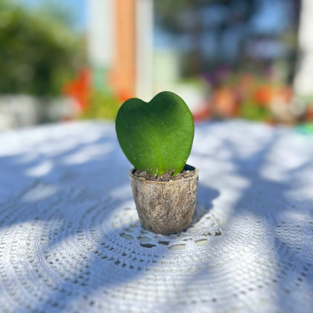 Il regalo ideale per chi ama la natura